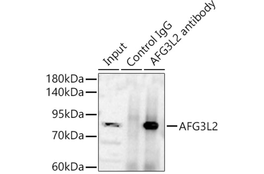 Immunoprecipitation - Anti-AFG3L2 Antibody (A329102) - Antibodies.com