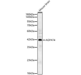 Western Blot - Anti-AGPAT4 Antibody (A329105) - Antibodies.com
