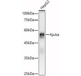 Western Blot - Anti-Ajuba Antibody (A329107) - Antibodies.com