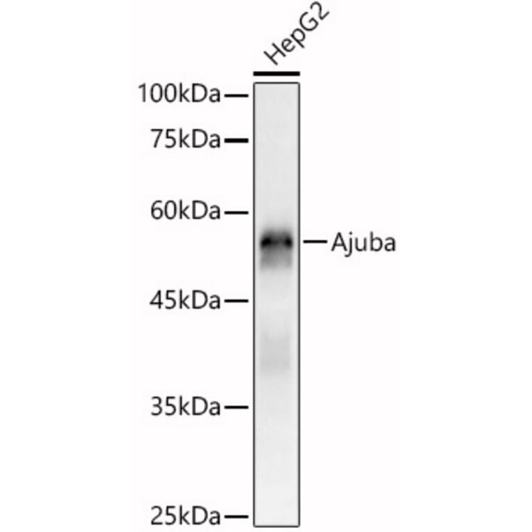 Western Blot - Anti-Ajuba Antibody (A329107) - Antibodies.com