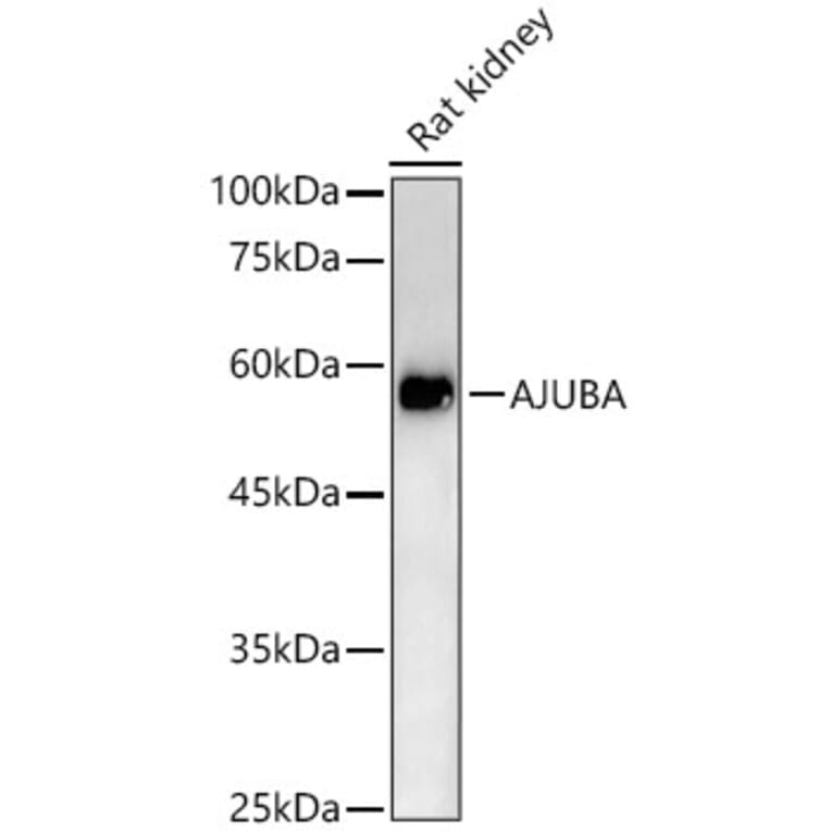 Western Blot - Anti-Ajuba Antibody (A329107) - Antibodies.com