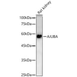 Western Blot - Anti-Ajuba Antibody (A329107) - Antibodies.com