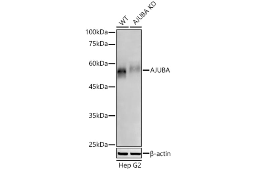 Western Blot - Anti-Ajuba Antibody (A329107) - Antibodies.com