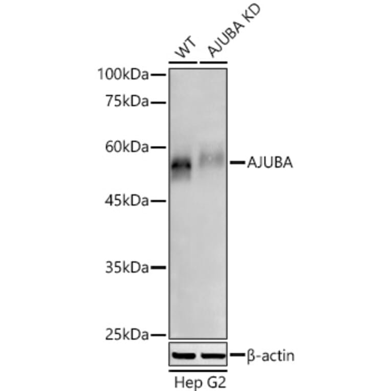 Western Blot - Anti-Ajuba Antibody (A329107) - Antibodies.com