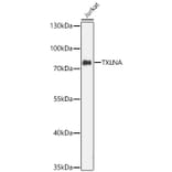 Western Blot - Anti-alpha Taxilin Antibody (A329113) - Antibodies.com