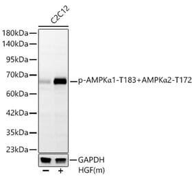 Western Blot - Anti-AMPK alpha 1 + AMPK alpha 2 (Phospho T183 & Phospho T172) Antibody [ARC62278] (A329115) - Antibodies.com