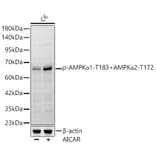 Western Blot - Anti-AMPK alpha 1 + AMPK alpha 2 (Phospho T183 & Phospho T172) Antibody [ARC62278] (A329115) - Antibodies.com