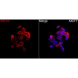 Immunofluorescence - Anti-Androgen Receptor Antibody (A329116) - Antibodies.com