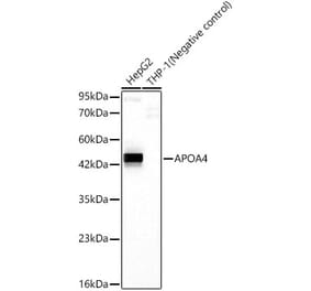 Western Blot - Anti-APOA4 Antibody [ARC62234] (A329120) - Antibodies.com