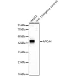 Western Blot - Anti-APOA4 Antibody [ARC62234] (A329120) - Antibodies.com