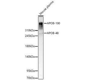 Western Blot - Anti-APOB Antibody (A329123) - Antibodies.com