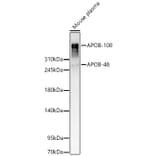 Western Blot - Anti-APOB Antibody (A329123) - Antibodies.com