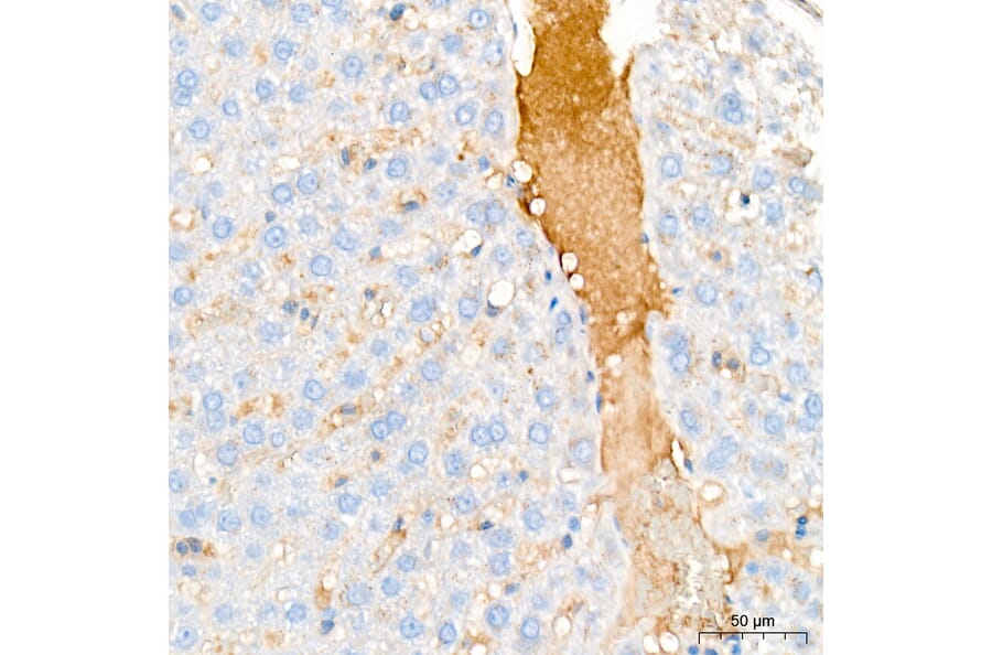 Immunohistochemistry - Anti-APOB Antibody (A329123) - Antibodies.com