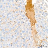 Immunohistochemistry - Anti-APOB Antibody (A329123) - Antibodies.com