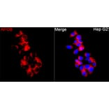 Immunofluorescence - Anti-APOB Antibody (A329123) - Antibodies.com