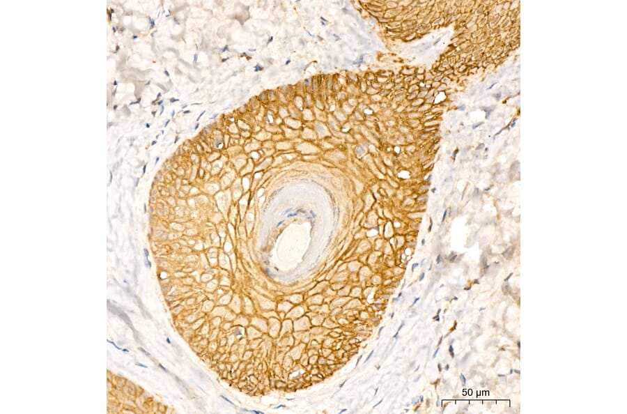 Immunohistochemistry - Anti-Aquaporin 3 Antibody (A329124) - Antibodies.com