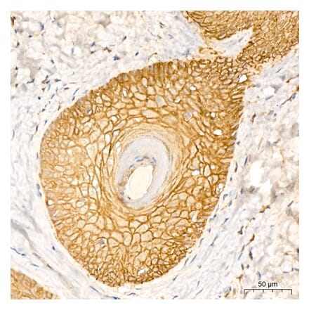 Immunohistochemistry - Anti-Aquaporin 3 Antibody (A329124) - Antibodies.com