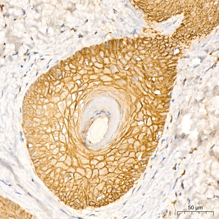 Immunohistochemistry - Anti-Aquaporin 3 Antibody (A329124) - Antibodies.com