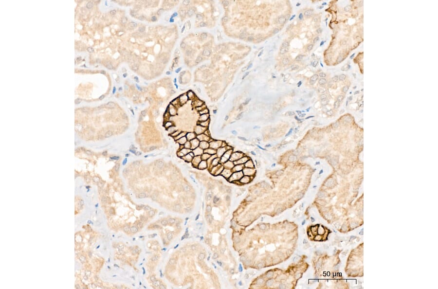 Immunohistochemistry - Anti-Aquaporin 3 Antibody (A329124) - Antibodies.com