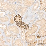Immunohistochemistry - Anti-Aquaporin 3 Antibody (A329124) - Antibodies.com