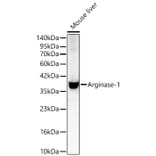 Western Blot - Anti-Arginase 1 Antibody (A329125) - Antibodies.com