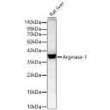 Western Blot - Anti-Arginase 1 Antibody (A329125) - Antibodies.com