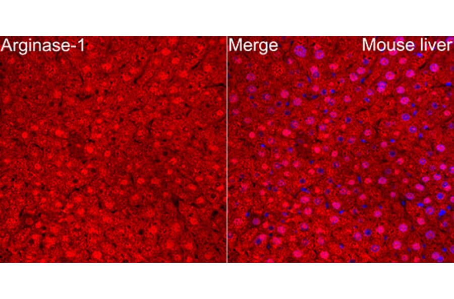 Immunofluorescence - Anti-Arginase 1 Antibody (A329125) - Antibodies.com