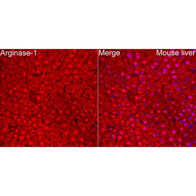 Immunofluorescence - Anti-Arginase 1 Antibody (A329125) - Antibodies.com
