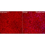 Immunofluorescence - Anti-Arginase 1 Antibody (A329125) - Antibodies.com