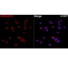 Immunofluorescence - Anti-ARHGEF9 Antibody (A329126) - Antibodies.com