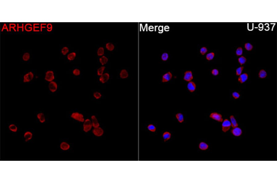 Immunofluorescence - Anti-ARHGEF9 Antibody (A329126) - Antibodies.com