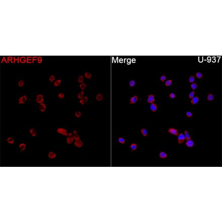 Immunofluorescence - Anti-ARHGEF9 Antibody (A329126) - Antibodies.com