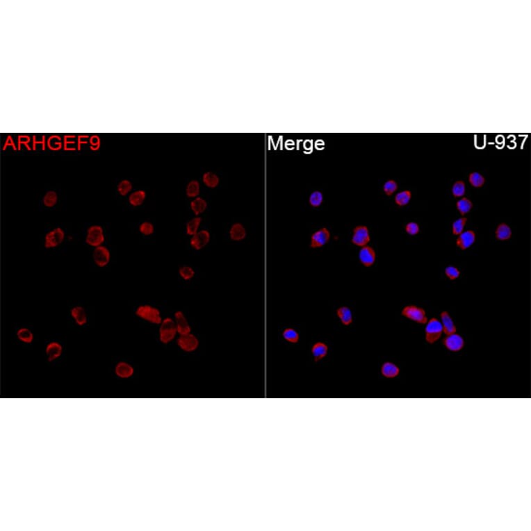 Immunofluorescence - Anti-ARHGEF9 Antibody (A329126) - Antibodies.com