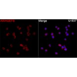Immunofluorescence - Anti-ARHGEF9 Antibody (A329126) - Antibodies.com