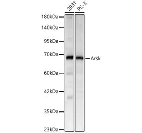 Western Blot - Anti-Arsk Antibody (A329127) - Antibodies.com