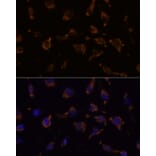 Immunofluorescence - Anti-ARVCF Antibody (A329129) - Antibodies.com