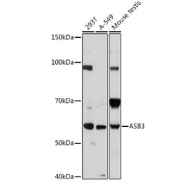Western Blot - Anti-ASB3 Antibody (A329130) - Antibodies.com