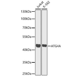 Western Blot - Anti-ATG4A Antibody (A329132) - Antibodies.com