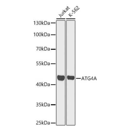 Western Blot - Anti-ATG4A Antibody (A329132) - Antibodies.com