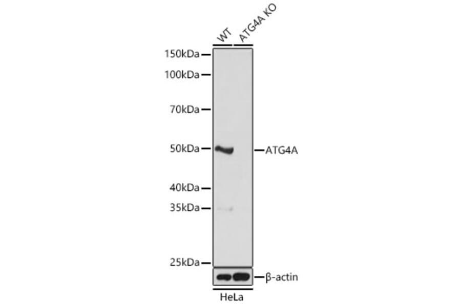Western Blot - Anti-ATG4A Antibody (A329132) - Antibodies.com