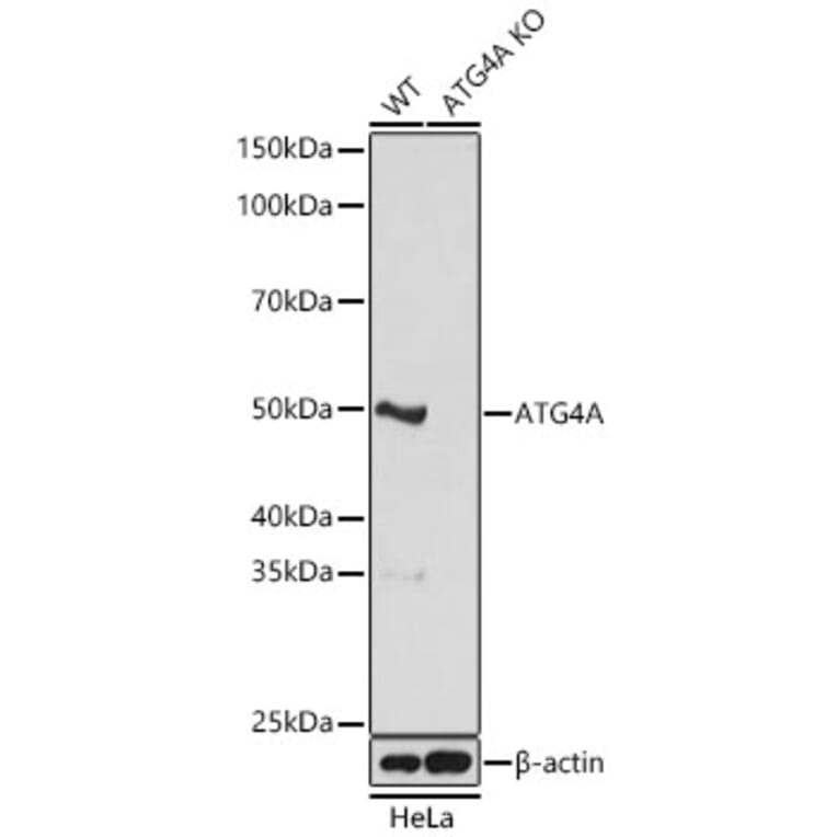 Western Blot - Anti-ATG4A Antibody (A329132) - Antibodies.com