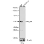 Western Blot - Anti-ATG4A Antibody (A329132) - Antibodies.com