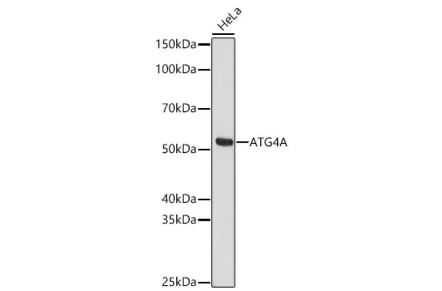 Western Blot - Anti-ATG4A Antibody (A329132) - Antibodies.com
