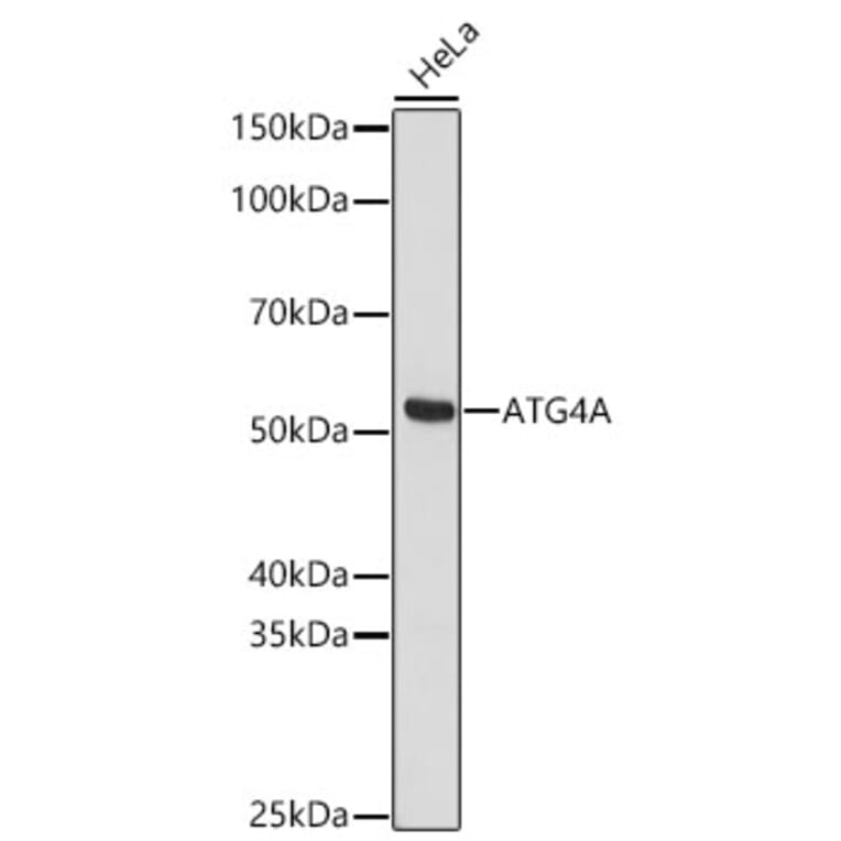 Western Blot - Anti-ATG4A Antibody (A329132) - Antibodies.com