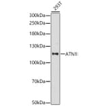 Western Blot - Anti-ATN1 Antibody (A329133) - Antibodies.com