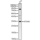 Western Blot - Anti-ATOH8 Antibody (A329134) - Antibodies.com