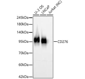 Western Blot - Anti-B7-H3 Antibody (A329142) - Antibodies.com