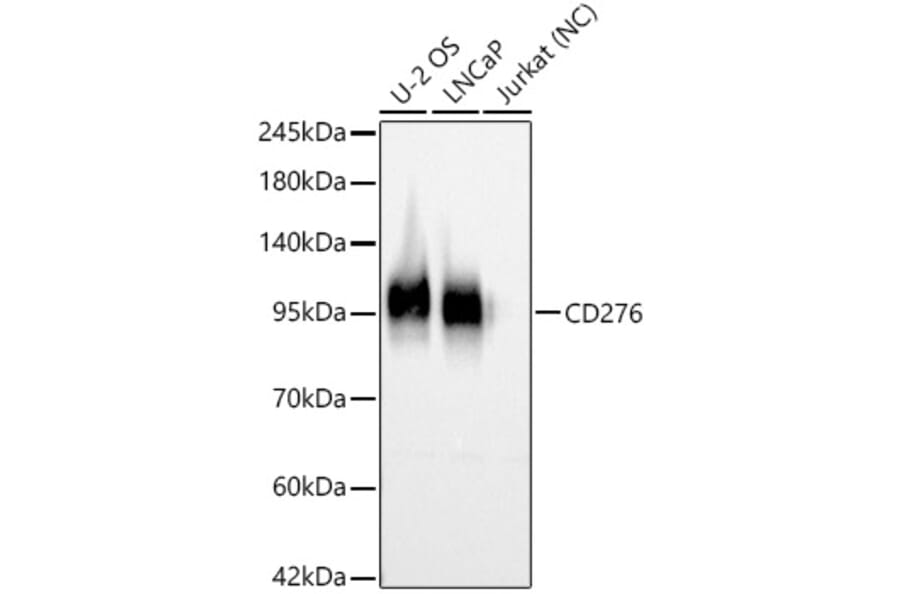 Western Blot - Anti-B7-H3 Antibody (A329142) - Antibodies.com