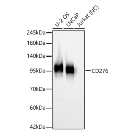 Western Blot - Anti-B7-H3 Antibody (A329142) - Antibodies.com