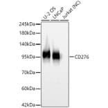 Western Blot - Anti-B7-H3 Antibody (A329142) - Antibodies.com